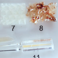 Proceso de desarrollo de abeja