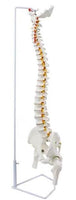 Columna vertebral flexible 85cm
