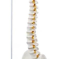 Columna vertebral flexible 85cm