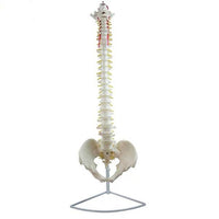 Columna vertebral flexible 85cm
