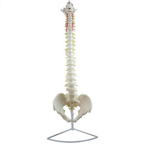 Columna vertebral flexible 85cm