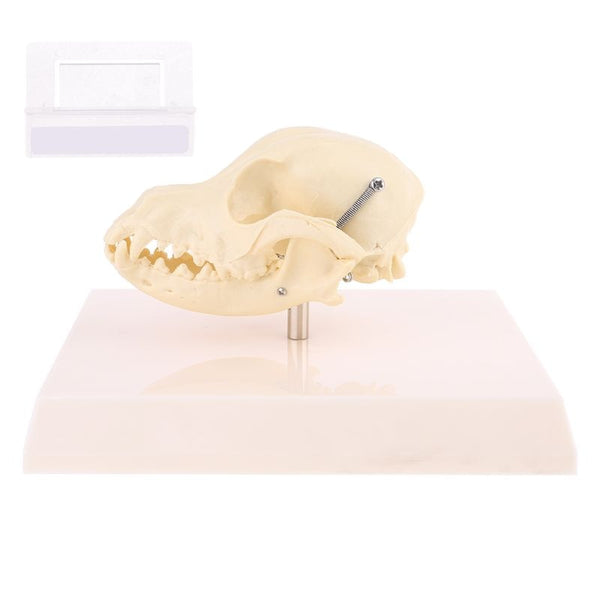 Modelo esqueleto de cráneo canino