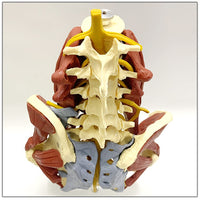 Vertebras lumbares- pelvis con músculos