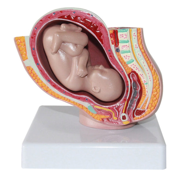 Pelvis femenina desmontable modelo Fetal  (9 meses)