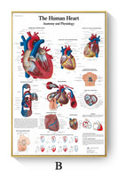 Póster de patologías humanas 
