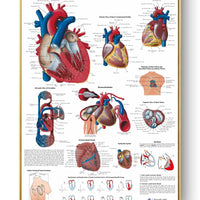 Póster de patologías humanas 