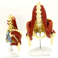 Vertebras lumbares- pelvis con músculos
