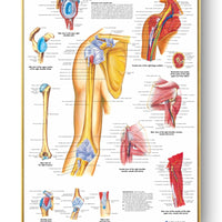 Póster Anatomía y enfermedades humanas 