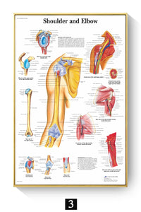 Póster Anatomía y enfermedades humanas 