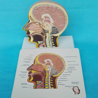 Modelo de cráneo humano, ( otorrinolangorogía)