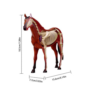 Anatomía de caballo de visión 4D