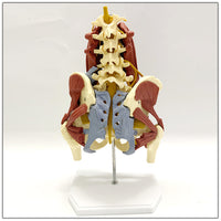 Vertebras lumbares- pelvis con músculos
