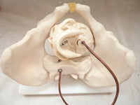 Pelvis fetal de mujer con cabeza de bebe
