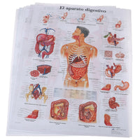 Poster Anatomia humana
