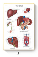 Póster de patologías humanas 
