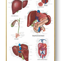 Póster de patologías humanas 