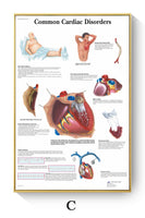 Póster de patologías humanas 
