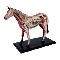 Anatomía de caballo de visión 4D
