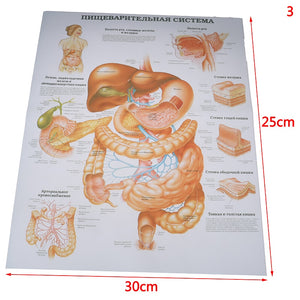 Poster Anatomia humana