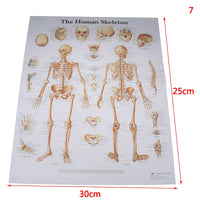 Poster Anatomia humana
