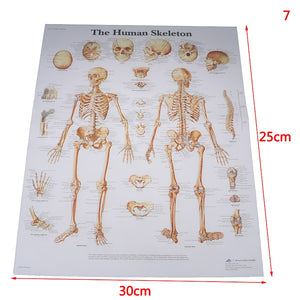 Poster Anatomia humana