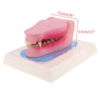 Modelo de anatomía dentadura canina
