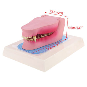 Modelo de anatomía dentadura canina