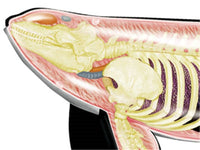 Modelo anatómica ballena en 4D
