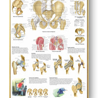 Póster Anatomía y enfermedades humanas 