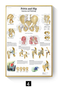 Póster Anatomía y enfermedades humanas 