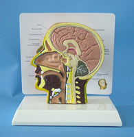 Modelo de cráneo humano, ( otorrinolangorogía)
