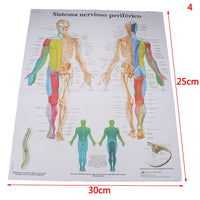 Poster Anatomia humana
