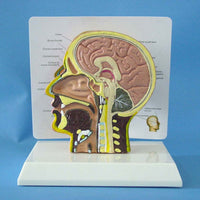 Modelo de cráneo humano, ( otorrinolangorogía)