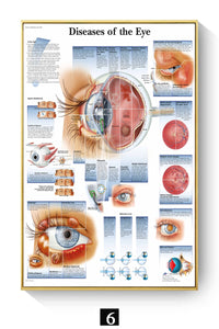 Póster Anatomía y enfermedades humanas 