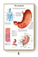 Póster de patologías humanas 
