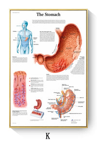 Póster de patologías humanas 