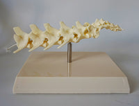 Anatomia de columna vertebral canina
