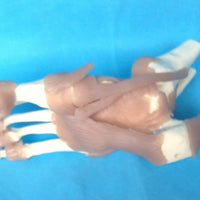 Modelo Ligamento articular del pie humano de tamaño real