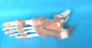 Modelo Ligamento articular del pie humano de tamaño real