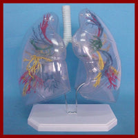 Modelo transparente de segmento de pulmones humanos
