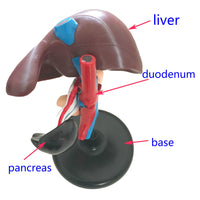 Modelo anatómico hepático
