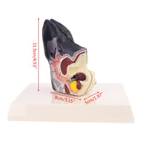 Modelo anatomico de oreja canina
