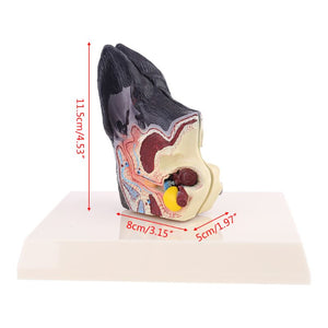 Modelo anatomico de oreja canina