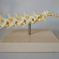 Anatomia de columna vertebral canina