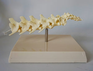 Anatomia de columna vertebral canina