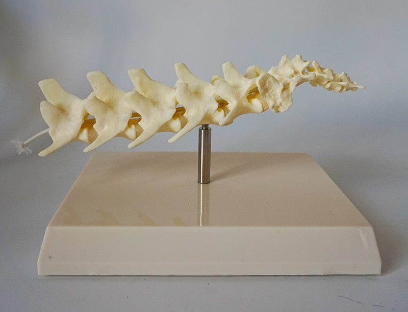 Anatomia de columna vertebral canina