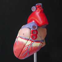 Modelo anatomico de modelo de corazon humano (Ensamblable)