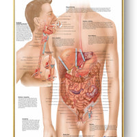 Póster de patologías humanas 