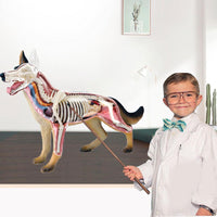 Modelo Anatomico 4D perro.