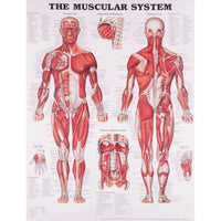 Poster Anatomia humana
